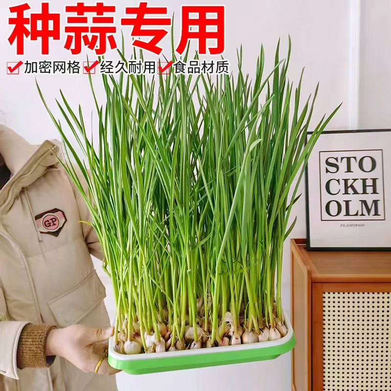 育苗盘育苗盒箱菜营养钵秧苗配套托盘发芽盆神器豆芽苗菜小麦水培