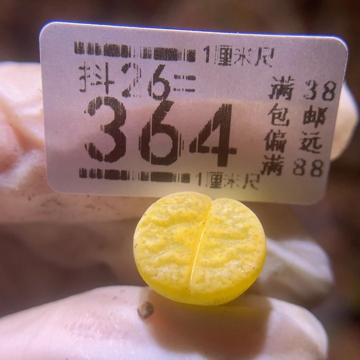 精品生石花26.364