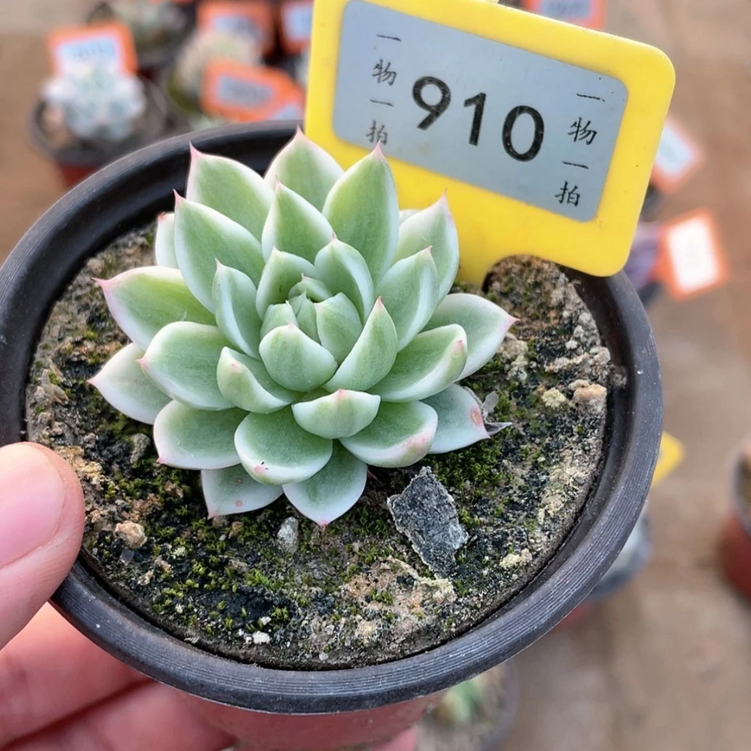 【闪购商品】910号