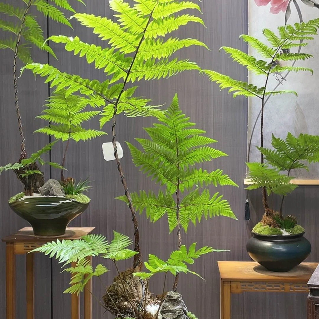 【闪购商品】静**开蕨