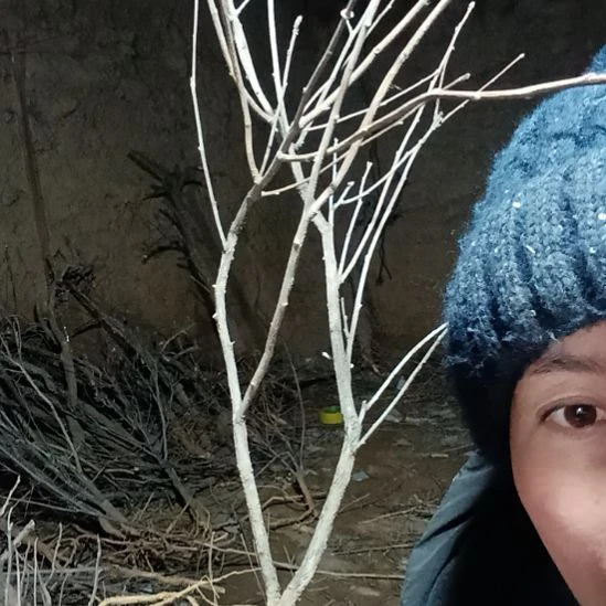 清***露完全开放文冠树一颗