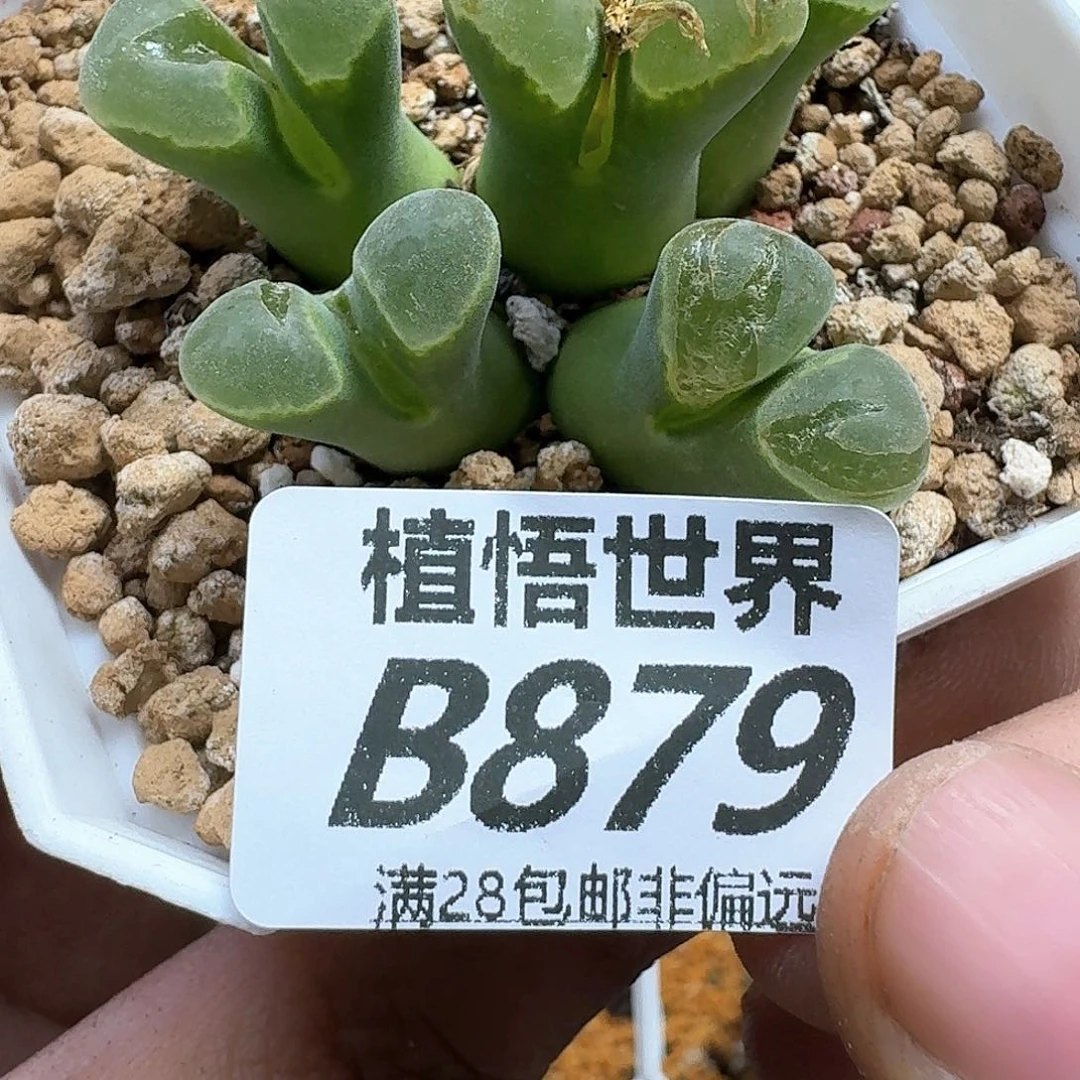 多肉植物的人生fgh