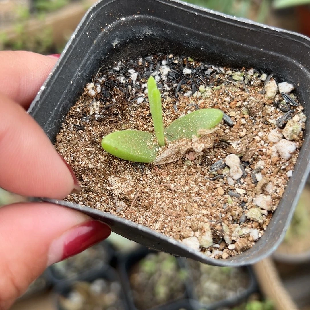 多肉植物多肉植物