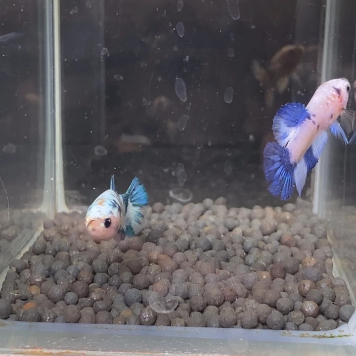 斗鱼泰国斗鱼173号