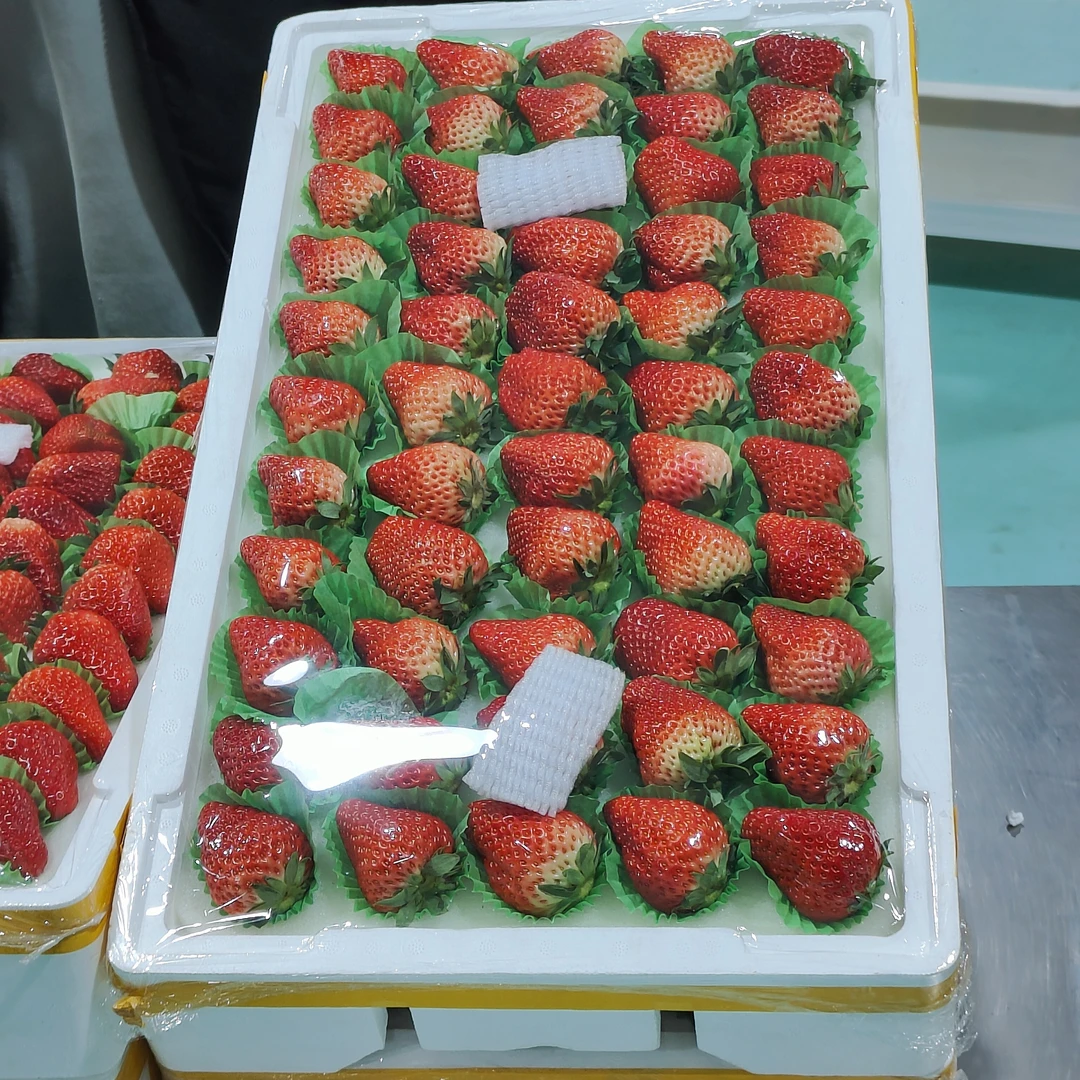 【泡沫箱】红颜草莓 带箱4-5斤左右 只能发太原榆次市区