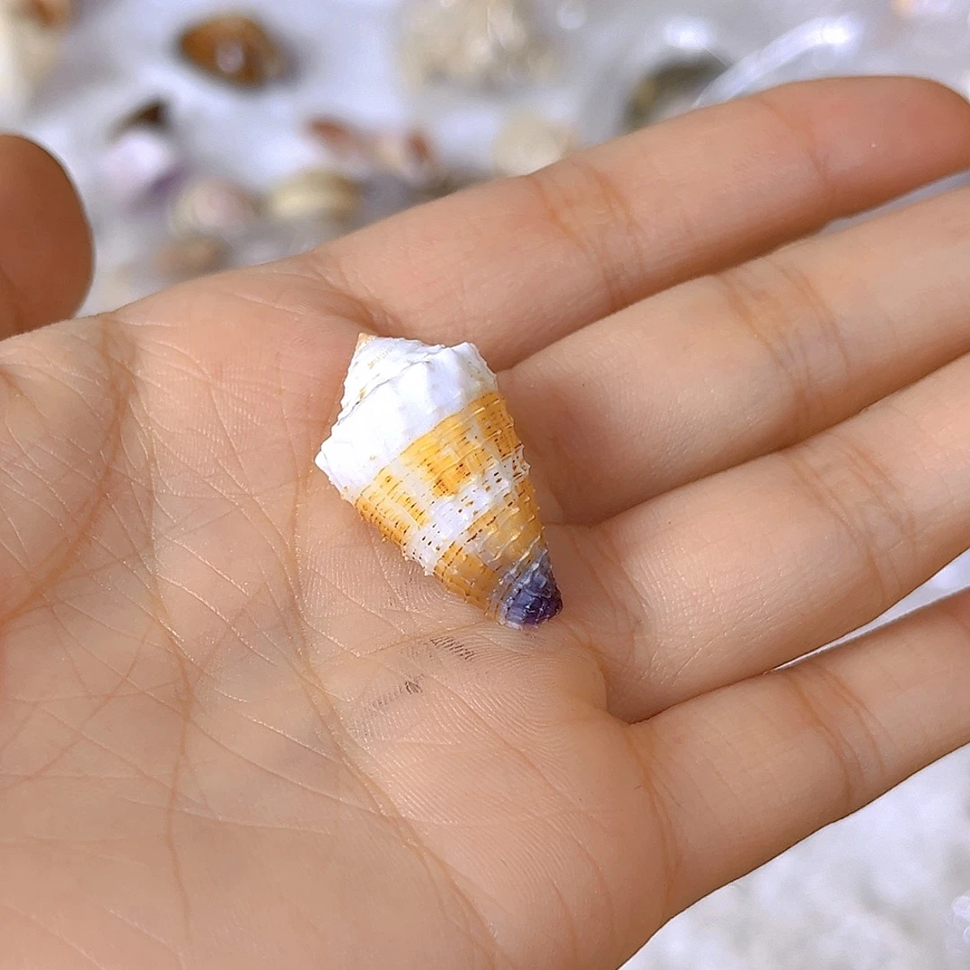 大理石磁石动***子天然贝壳海螺批发零售