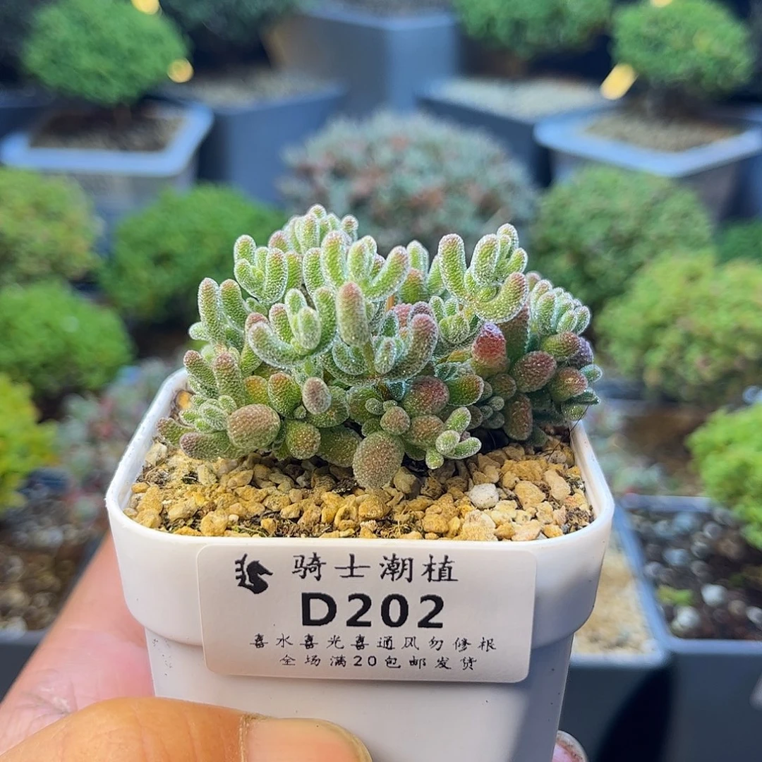 202优选冰晶枝干番杏