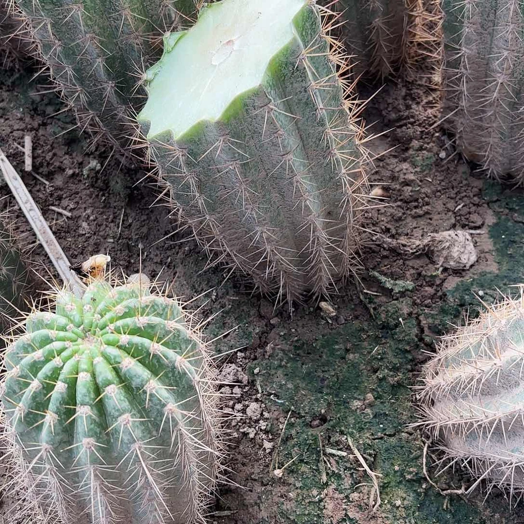 罗***明砍头毛花柱无售后