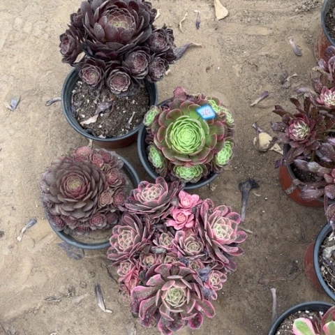 265多肉植物组合