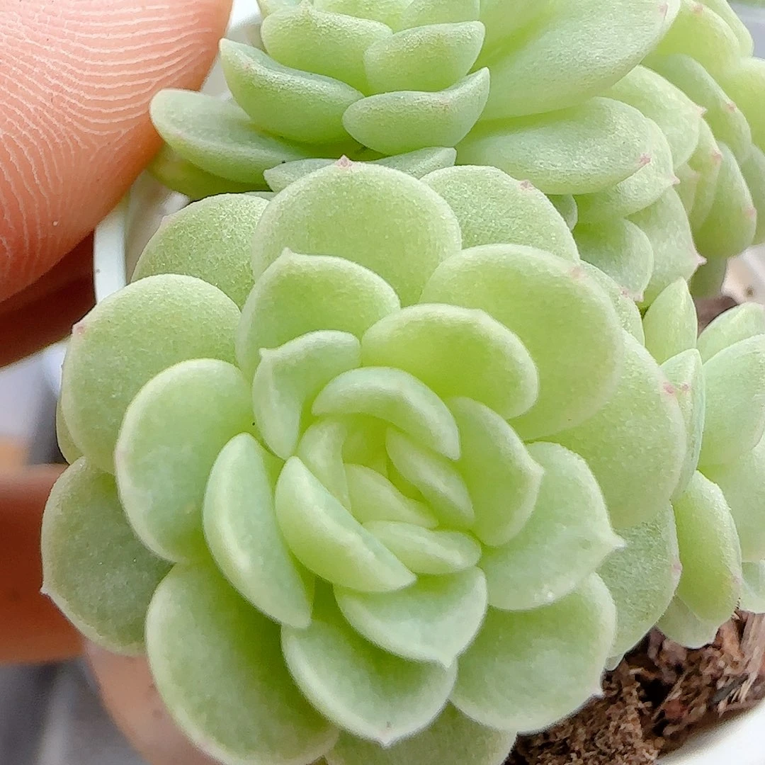 【闪购商品】1013-25优选麦杆