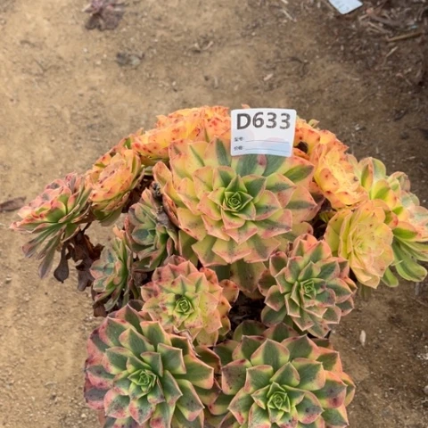 多肉植物雨荷捧花