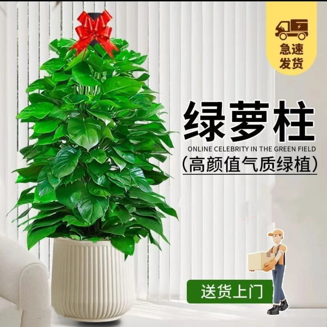 【高度1.6-1.8米】绿萝柱大型盆栽办公室内植物净化空气除甲醛绿植