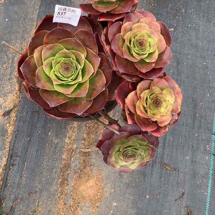 琦***婆537玫瑰多肉植物特价