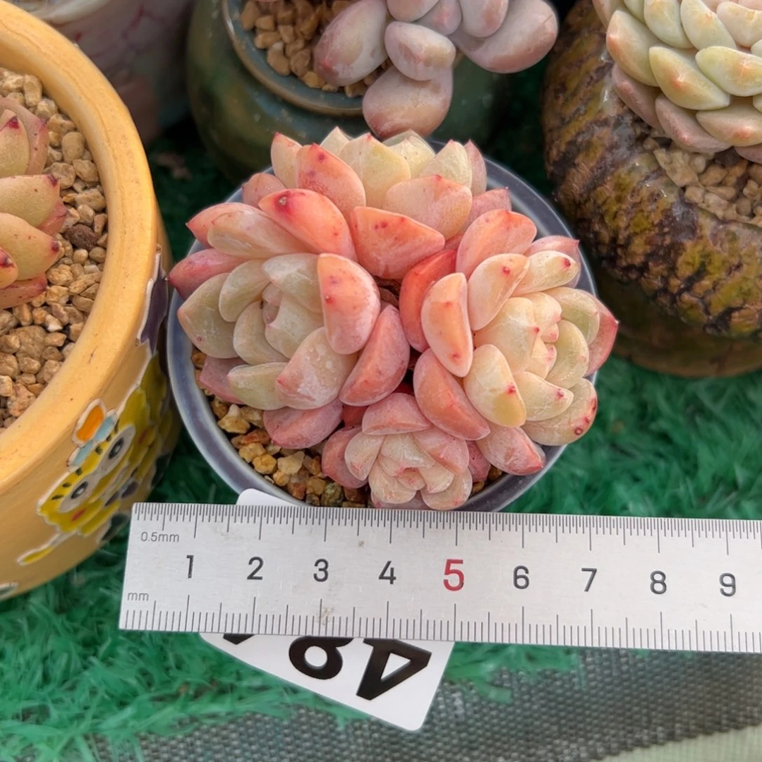 高*高484 多肉植物组合盆栽