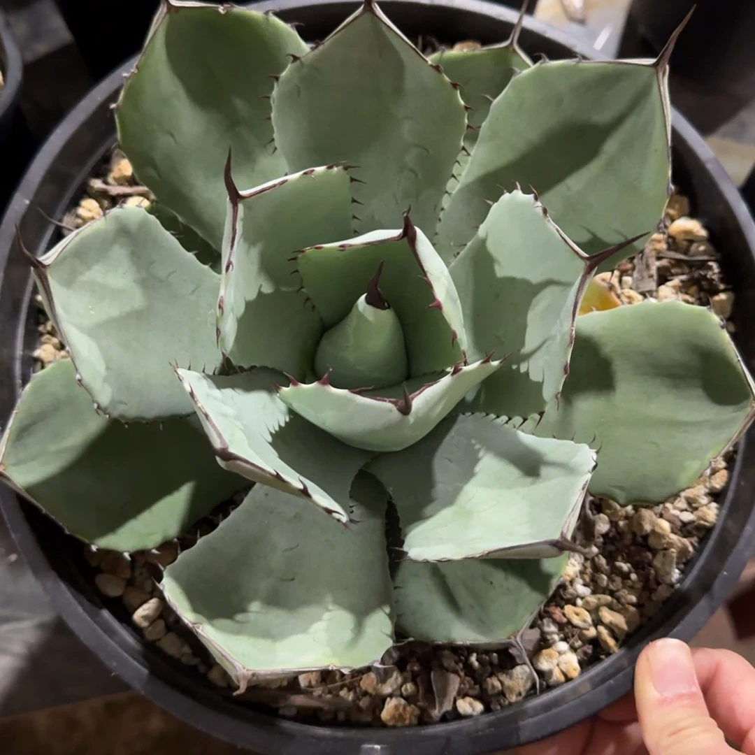 福克斯龙舌兰啦啦