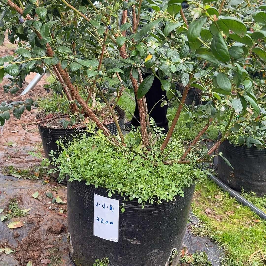 他***旬以实际为准旬姐专属F6