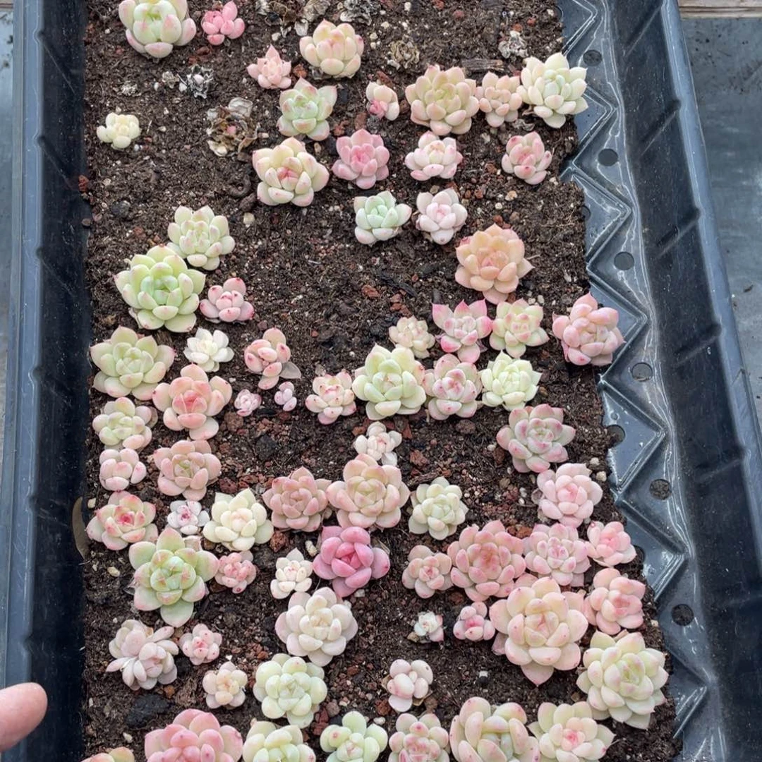 云糖心多肉植物395