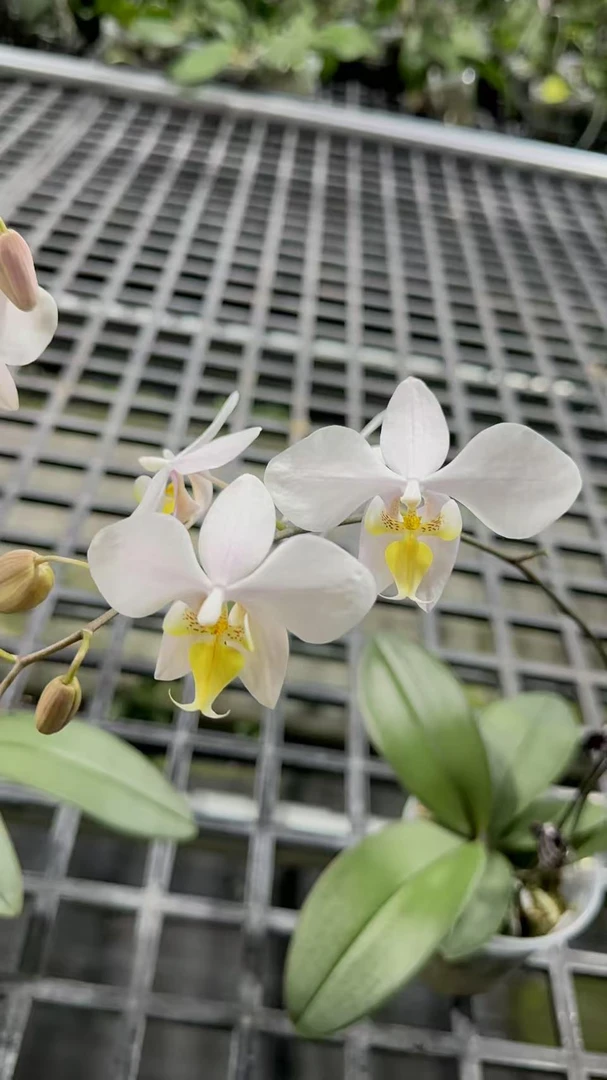 YSS1121蜻蜓交银叶脉纹 3寸花剑株或开花株  鲜花绿植