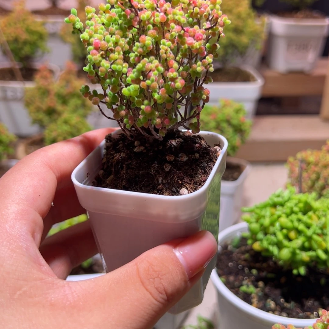 264蜜橘带盆土发货一物一拍