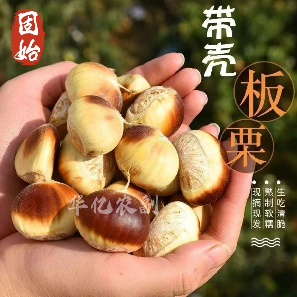河南信阳固始九华山当季新鲜带壳板栗现摘现发包邮发货