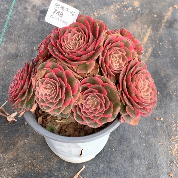 冰***g748粉花妖多肉植物特价不售后