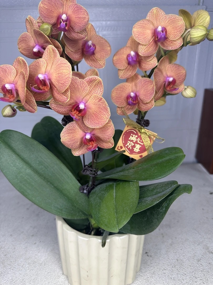 蝴蝶兰【三文鱼】爱马仕橙 室内花花 广州基地直发