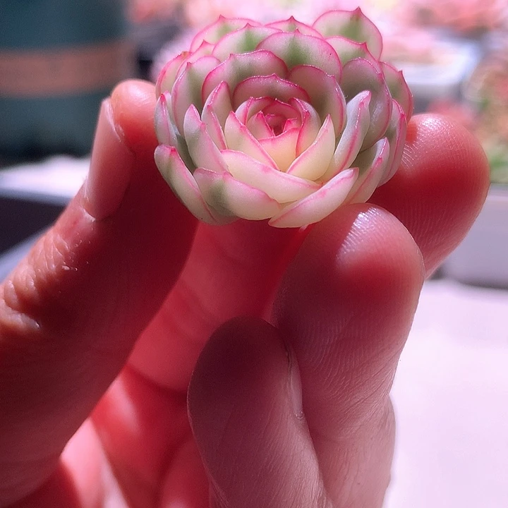 梦幻玫瑰白覆轮锦砍头