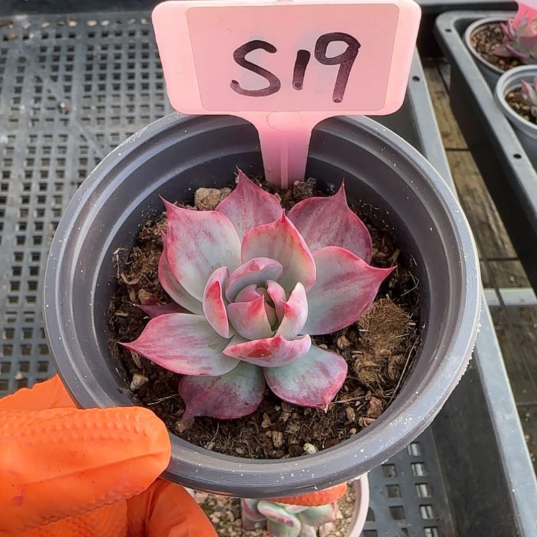 S19惊鸿单头多肉