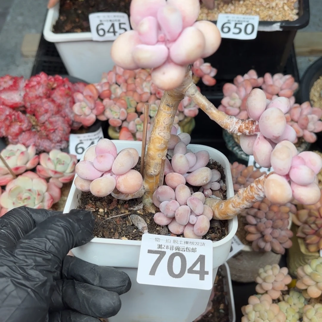 大桃蛋无盆土发货