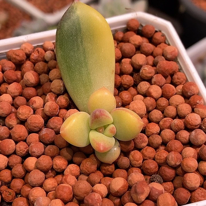 红象牙腹轮锦多肉植物