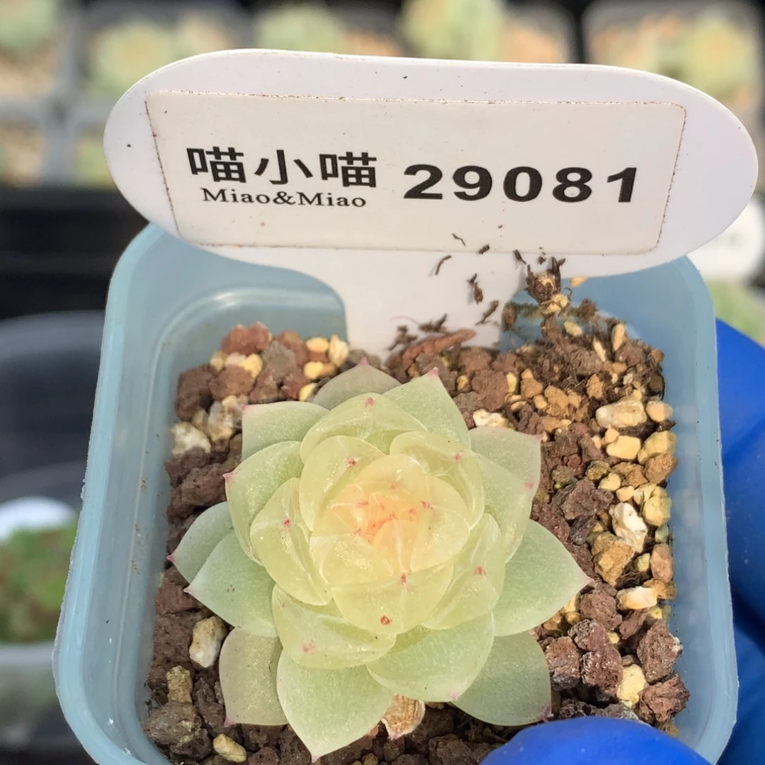 多肉植物杂交珍妮