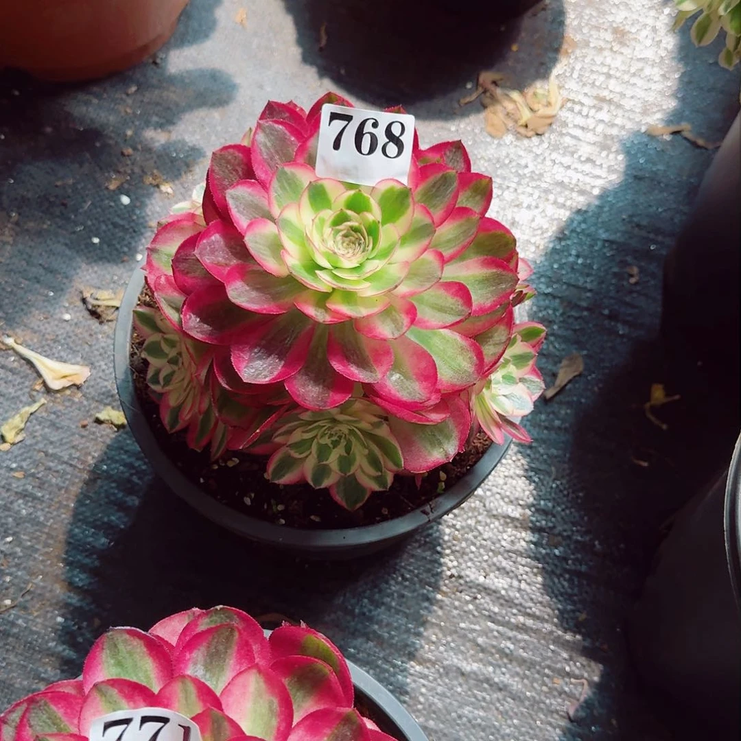 雨***?768多肉植物法师