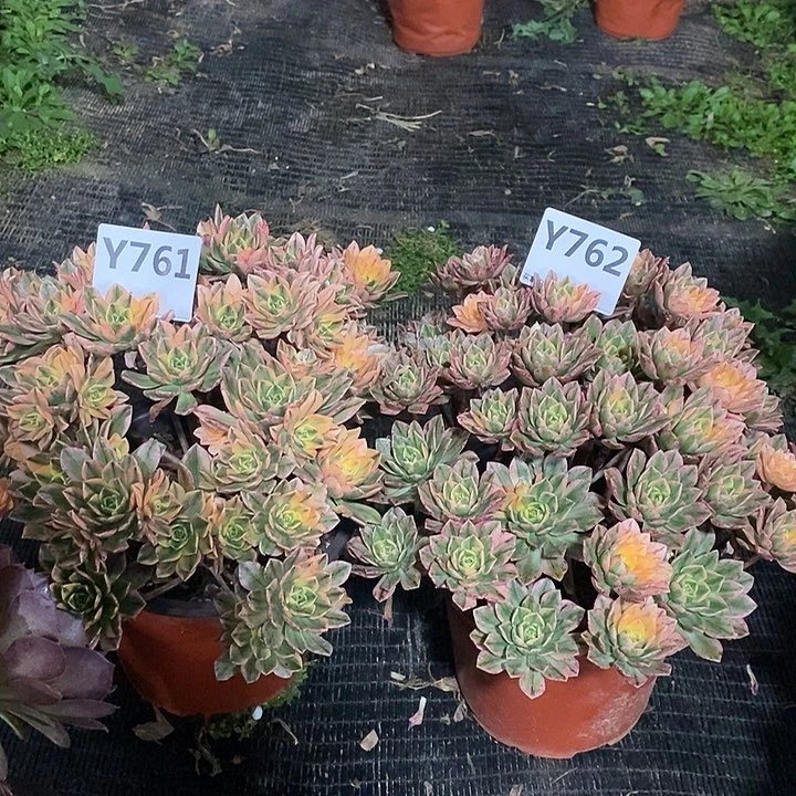 侯*两761762。