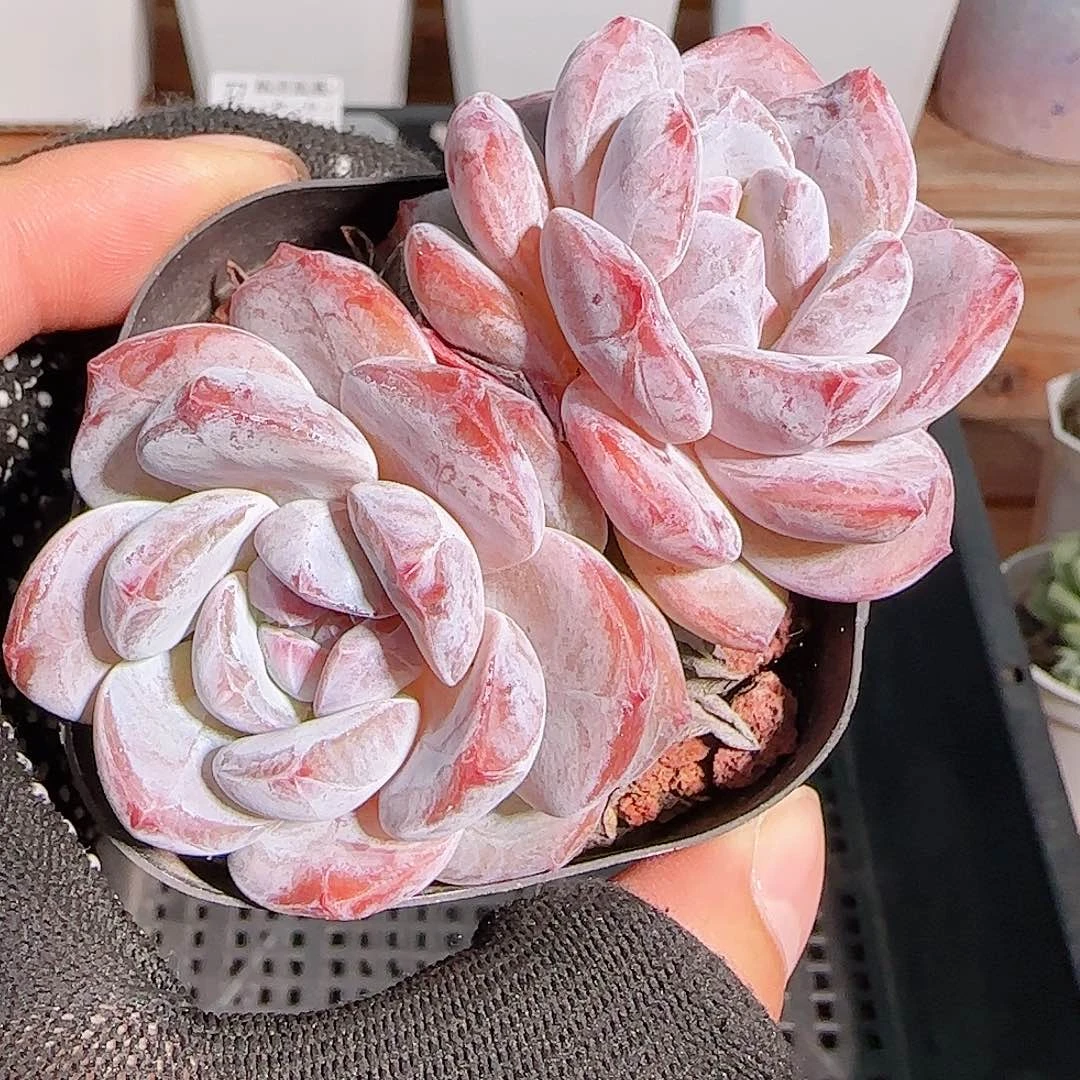 多肉1102--78石榴籽星影双头