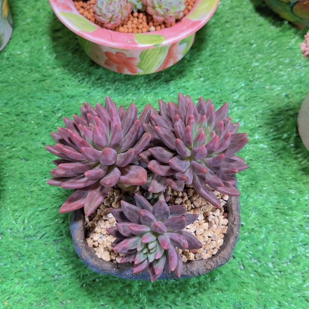 水晶球多肉植物 0000