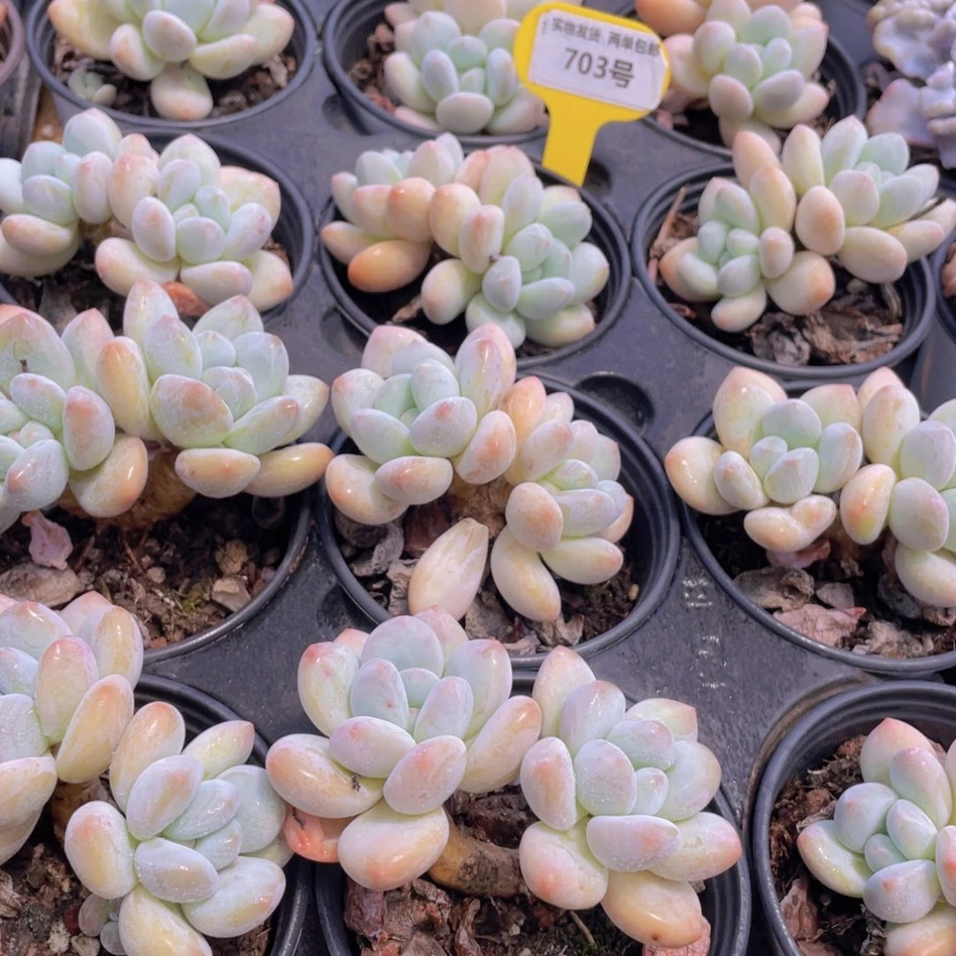 703号 奶油丸叶香水老桩大双头一个