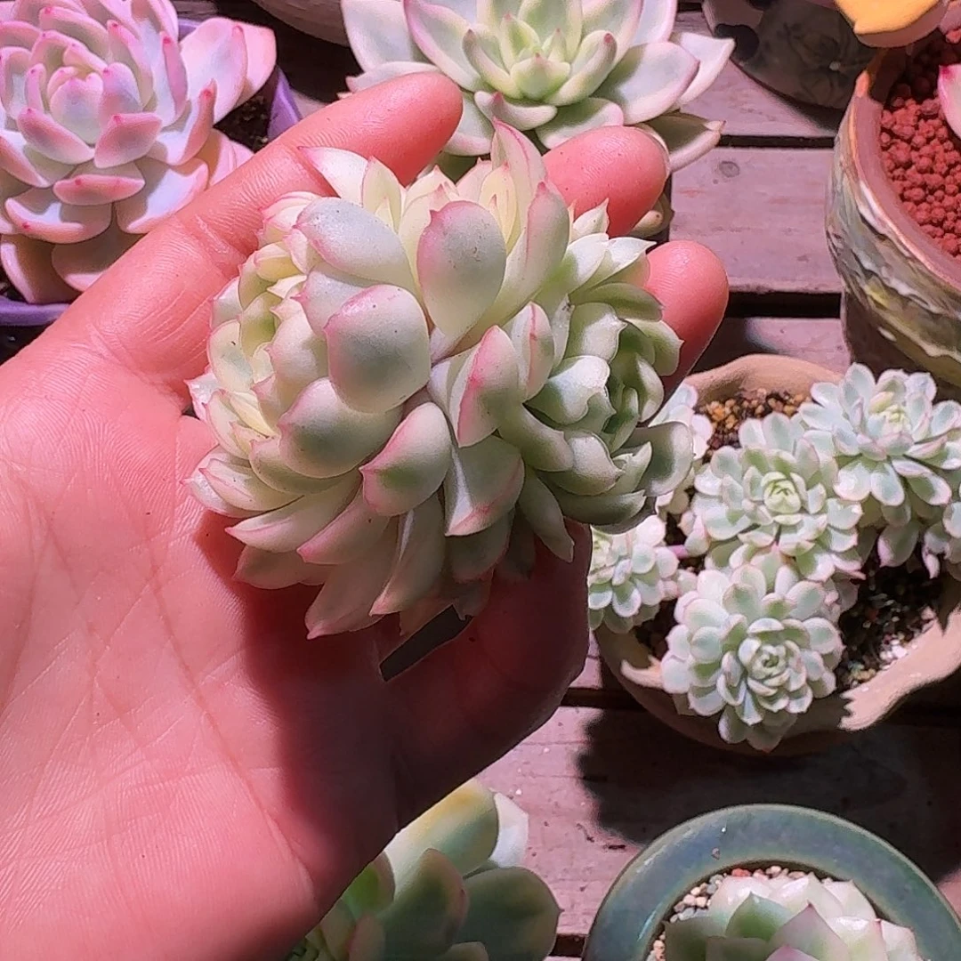 梦幻玫瑰白锦多肉多肉多肉