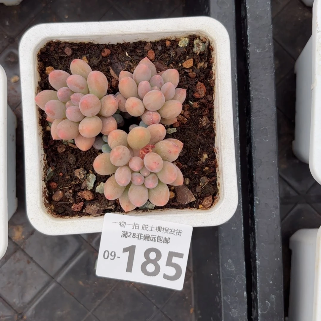 阮脂球群多肉多肉多肉