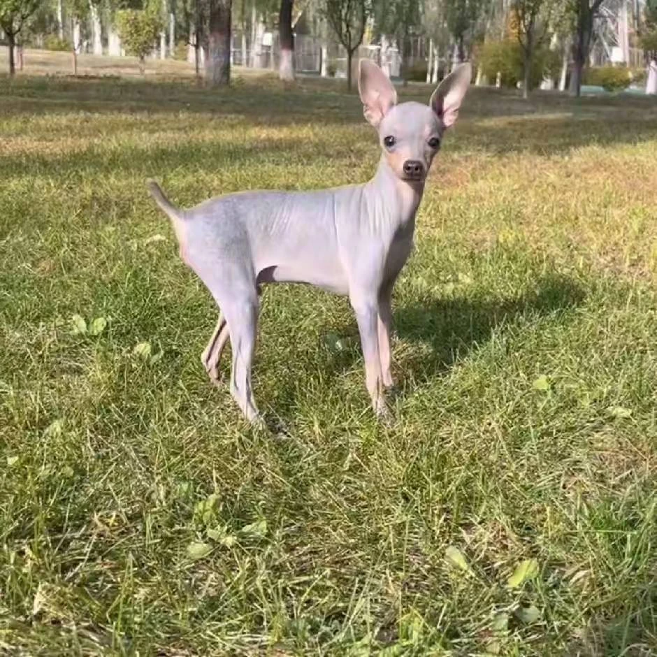 精品小鹿犬狗狗狗狗活体