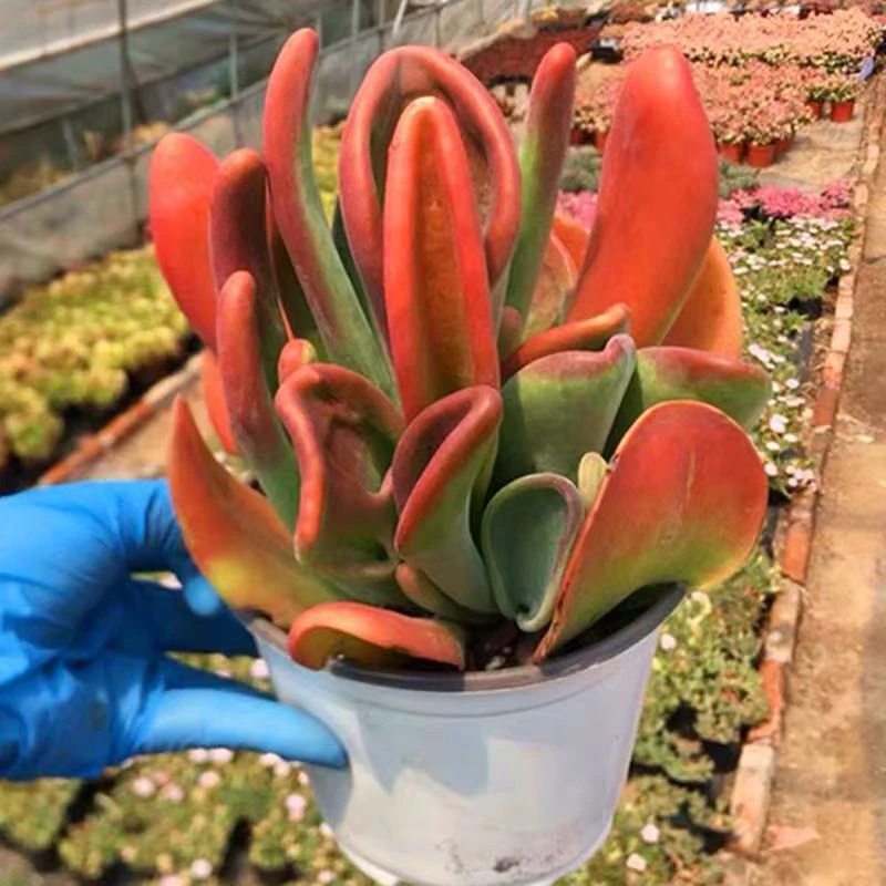 木兰多肉火狐狸多肉植物