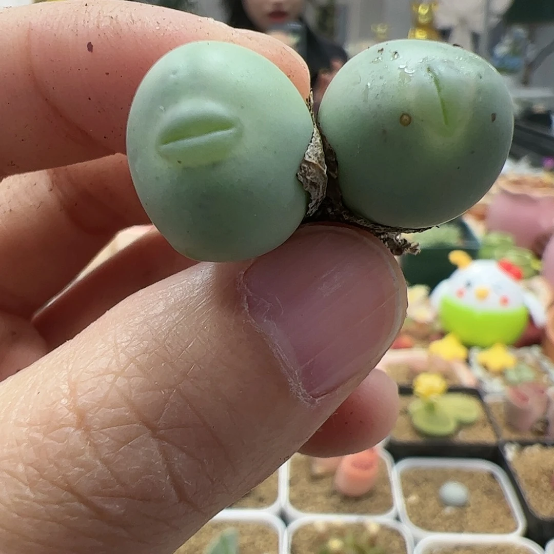 【闪购商品】106 开播福利