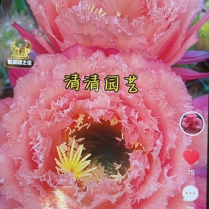 清清妃子笑侧牙瑕疵黑点歪