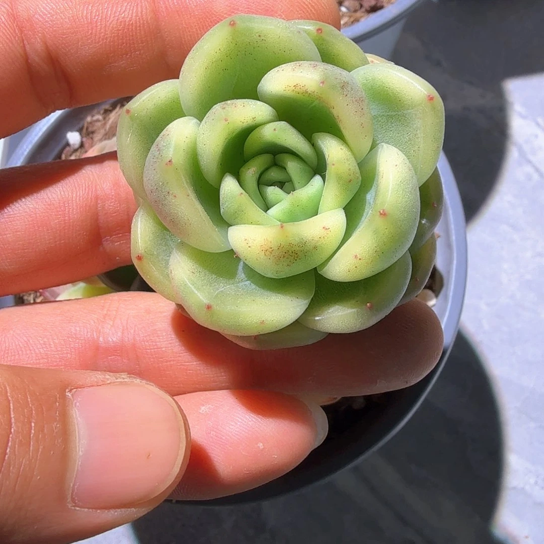 珍妮锦  锦上园艺一物一拍