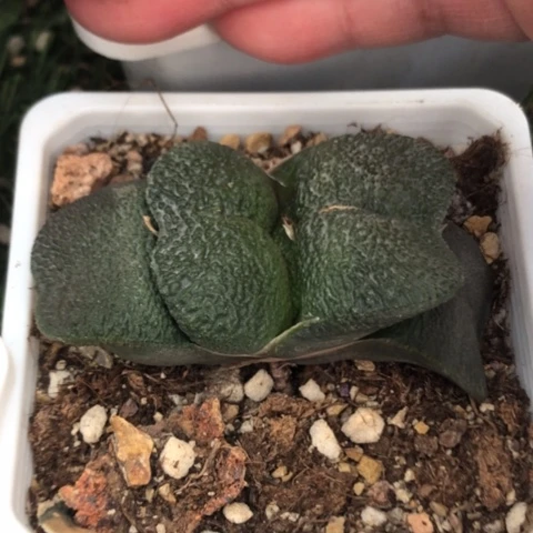 蜗牛带盆发货哈哈哈哈哈哈