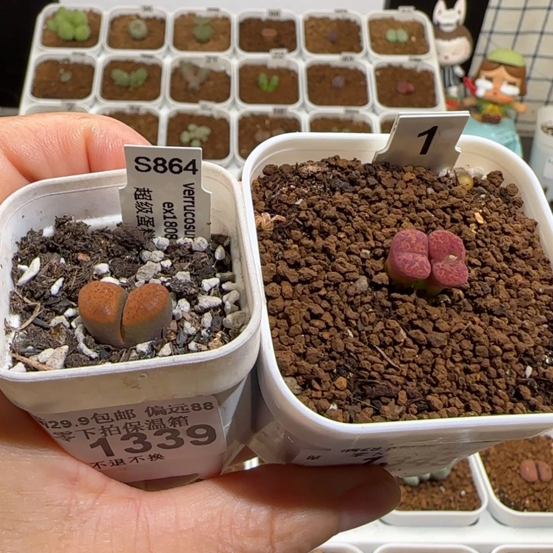 w****肉锥多肉植物组合-1345