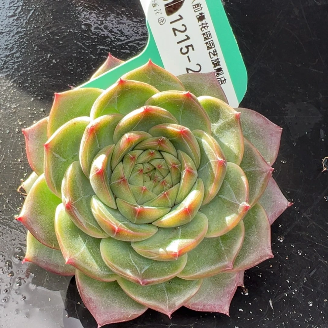 从前慢花园多肉编号1215-243