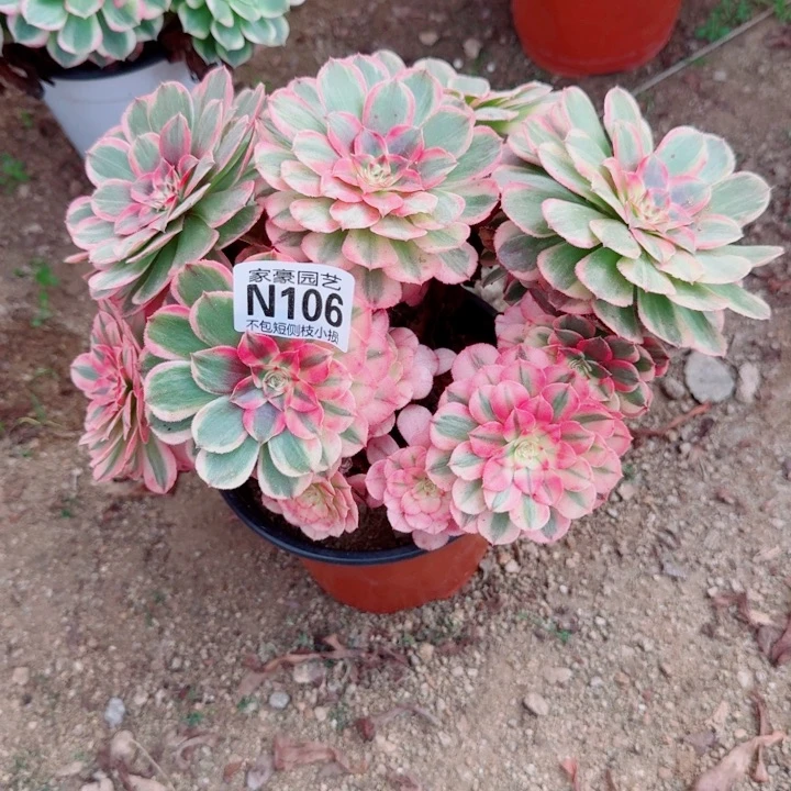 106海神官服20左右2