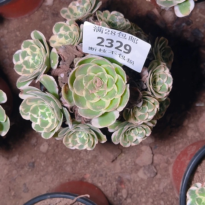 2329迈巴赫多肉植物