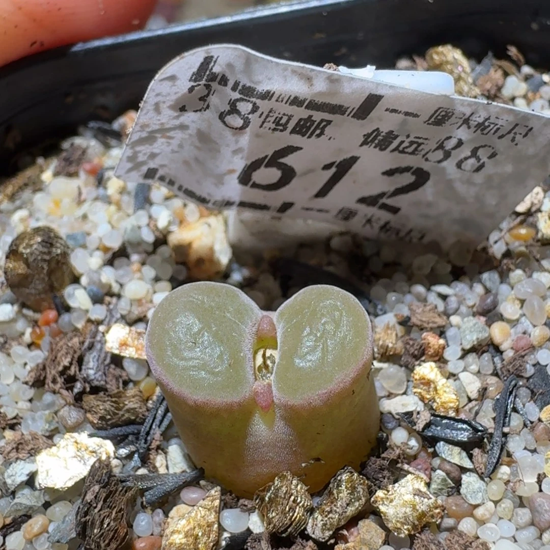 Sss精品便宜清了612