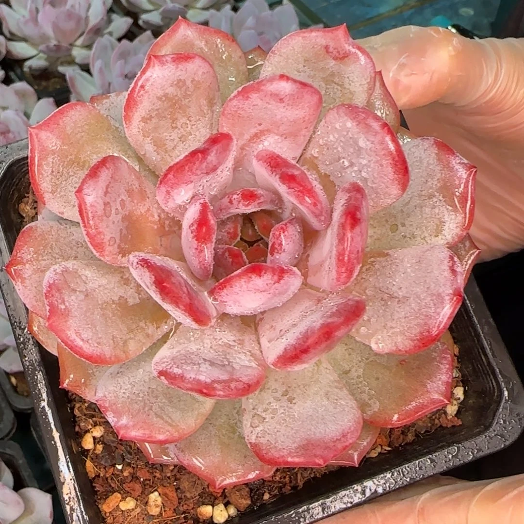 从前慢多肉编号笑版星星橙